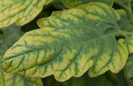 Magnesium deficiency on a tomato